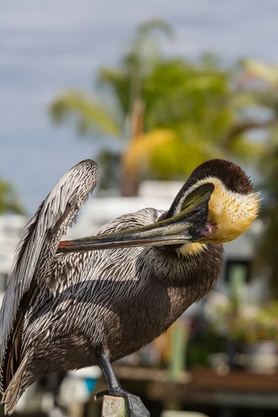 Pelican Sea Shore — Zdjęcie stockowe