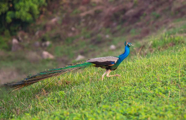 Wild Peacock Sri Lanka Fields — Stock Photo, Image