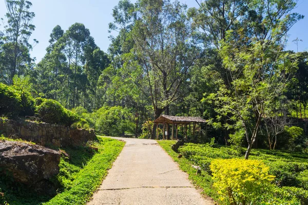 Green Natural Landscapes Tea Plantation Sri Lanka — Stock Photo, Image