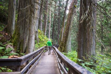Sekoya ormanındaki patika.