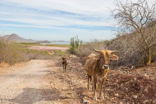 cows on the road in dry landscapes in Mexico