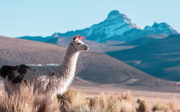 Llama Área Remota Bolívia — Fotografia de Stock