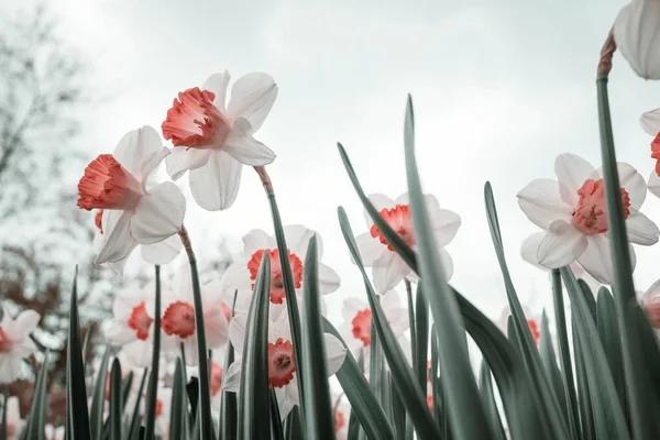 Narcyz Kwiaty Sezonie Wiosennym — Zdjęcie stockowe
