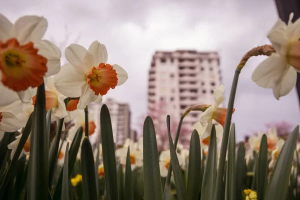 Narzissen Blühen Frühling — Stockfoto