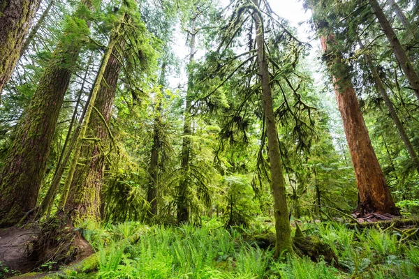 Heerlijk Regenwoud Bomen Bedekt Met Dikke Laag Mos — Stockfoto
