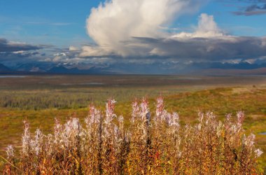 Meadow in Alaska in the autumn meadow