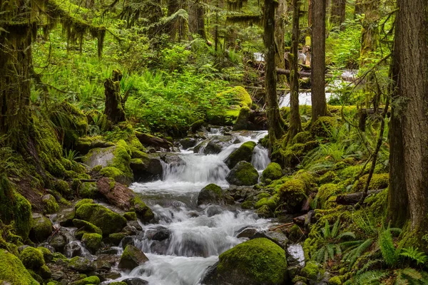 緑の森の中の美しい小さな川 — ストック写真
