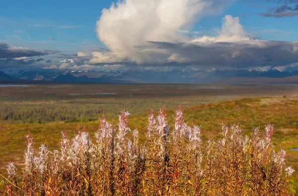 Meadow Alaska Autumn Meadow —  Fotos de Stock