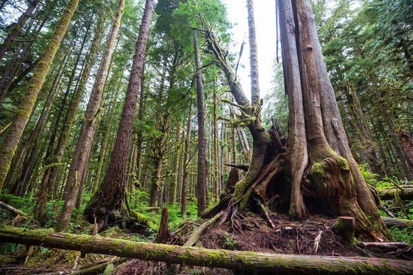 神奇的热带雨林覆盖着厚厚的苔藓层的树 — 图库照片