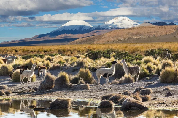 Lama Dans Région Éloignée Bolivie — Photo