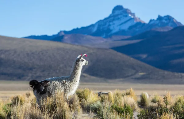 ボリビアの遠隔地にあるラマ — ストック写真