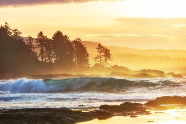 Vancouver Adası, British Columbia, Kanada