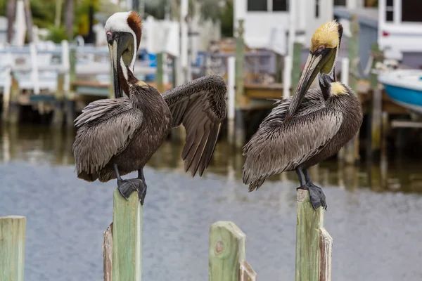 Pelicans บนชายฝ งทะเล — ภาพถ่ายสต็อก