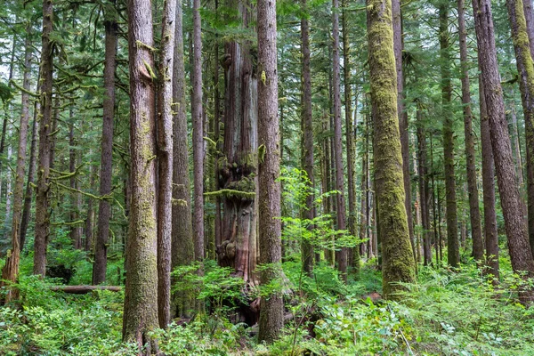 Favolosa Foresta Pluviale Alberi Ricoperti Uno Spesso Strato Muschio — Foto Stock
