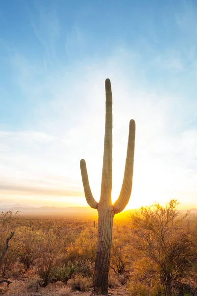 Saguaro Cactus Organ Pipe National Monument Usa — Zdjęcie stockowe