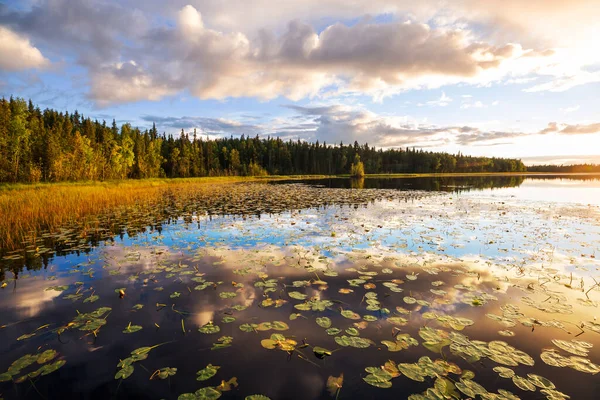Brzeg Jeziora Sezonie Letnim Świcie — Zdjęcie stockowe