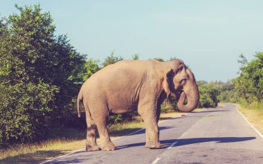 Yolda duran Sri Lanka fili