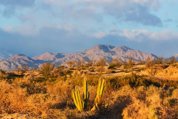 Cactussen Veld Een Bergen Arizona Verenigde Staten — Stockfoto