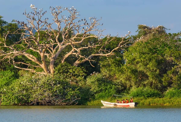 Safari Łodzią Jeziorze Azja Sri Lanka — Zdjęcie stockowe