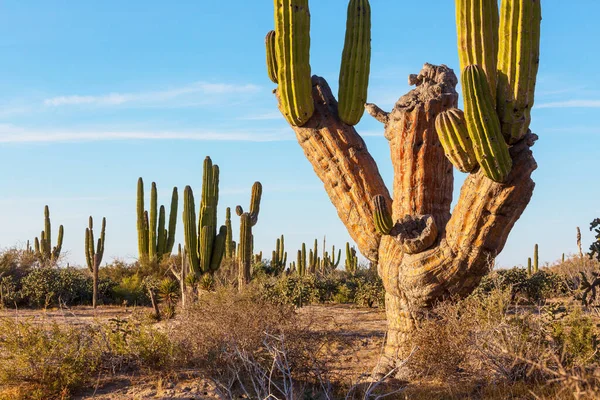 Cacti Field Mountains Arizona Stati Uniti America — Foto Stock