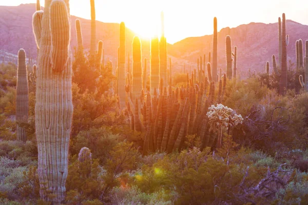 Поле Кактусів Горах Штат Арізона Сша — стокове фото