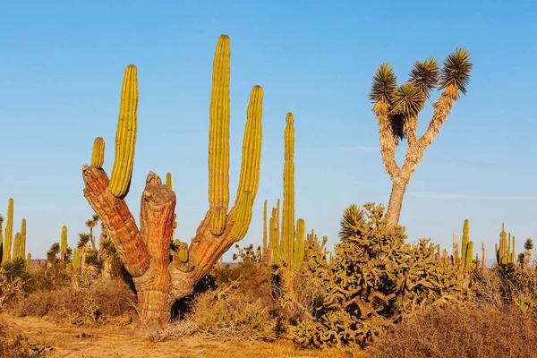 Cacti Field Mountains Arizona Usa — Stock Photo, Image