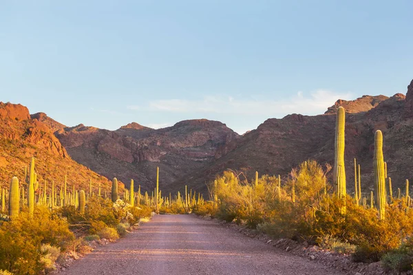 Cacti Field Mountains Arizona Stati Uniti America — Foto Stock