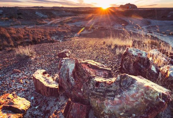 Nationalpark Versteinerter Wald Arizona — Stockfoto