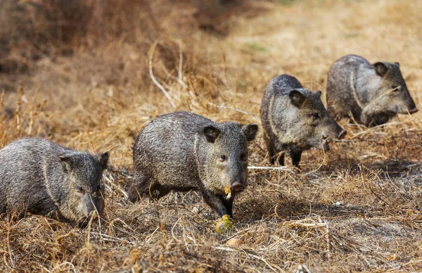 Kleine Wildschweine Auf Der Herbstwiese — Stockfoto