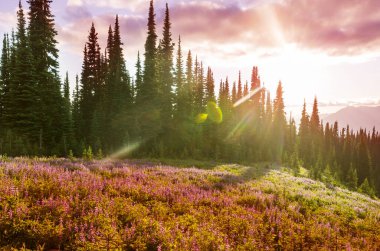 Güneşli bir günde dağ çayırı. Doğal yaz manzarası.