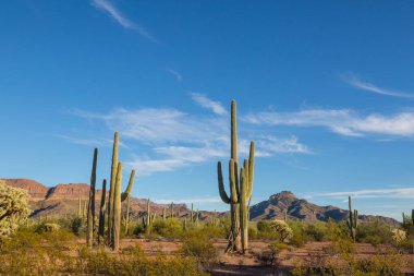 Saguaro cacti in Organ Pipe National Monument, USA clipart