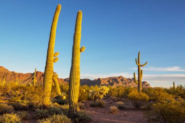 Saguaro kaktüsü Organ Borusu Ulusal Anıtı, ABD