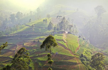 Sri Lanka manzaraları - dağlardaki çay tarlaları