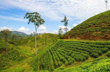 Sri Lanka 'daki yeşil doğal manzara çay tarlaları