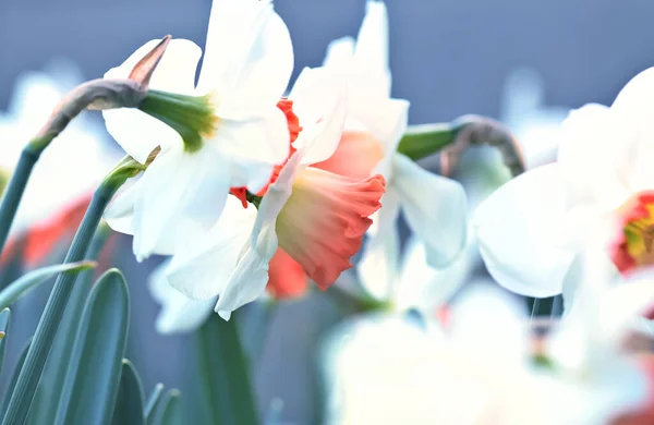 Narcis Květiny Jarním Období — Stock fotografie