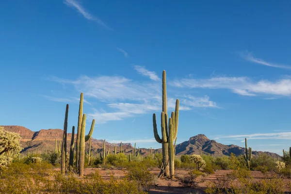 Saguaro Cactus Organ Pipe National Monument Estados Unidos —  Fotos de Stock