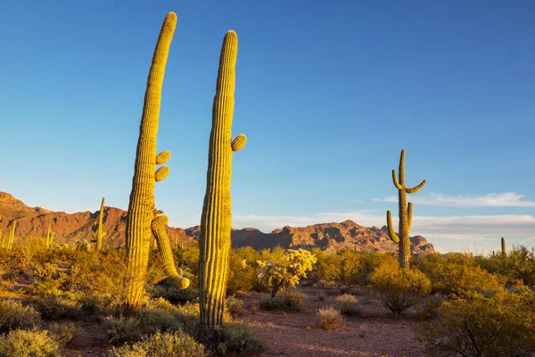 Saguaro Cacti Organ Pipe National Monument Usa — стокове фото