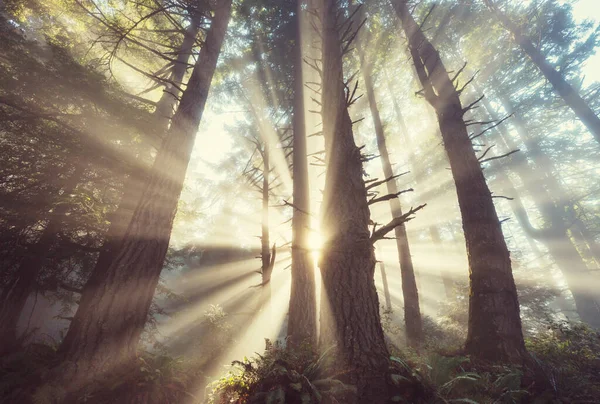 Yeşil Ormanda Güneşli Bir Günde Işıldar — Stok fotoğraf