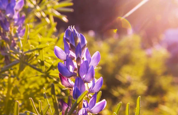 Napsütéses Nap Virágmezőn Gyönyörű Természeti Háttér Vadon Élő Növények Természetben — Stock Fotó