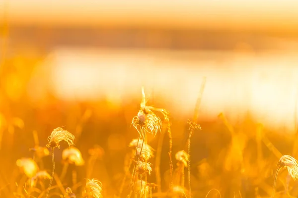 Солнечный День Лугу Естественный Фон Дикие Растения Природе — стоковое фото