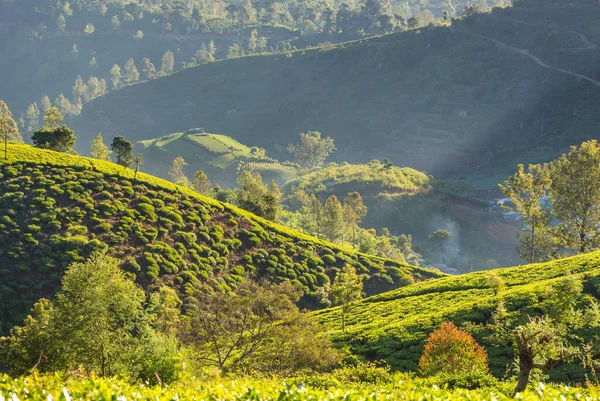 スリランカの緑豊かな自然景観茶園 — ストック写真