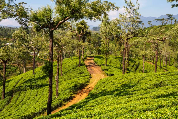Zöld Természeti Tájak Teaültetvény Srí Lankán — Stock Fotó