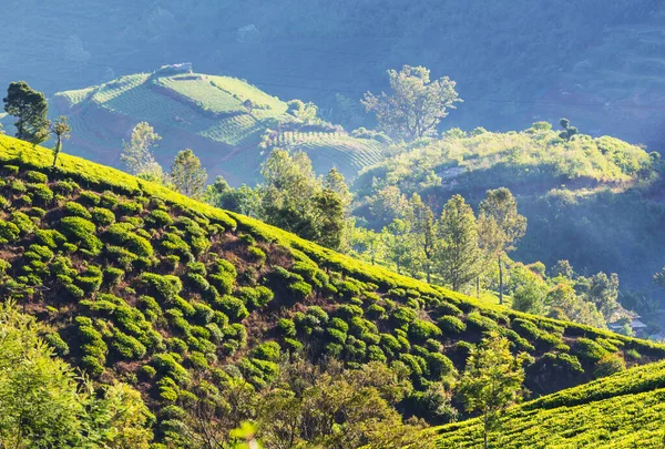 Zielone Krajobrazy Naturalne Plantacja Herbaty Sri Lance — Zdjęcie stockowe