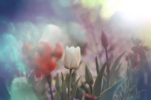 Campo Flores Primavera Hermoso Fondo Primavera Tulipanes Jardín Primavera Agricultura — Foto de Stock