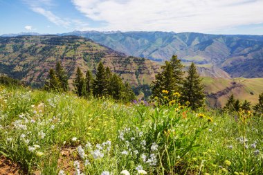 Güneşli bir günde dağ çayırı. Doğal yaz manzarası.