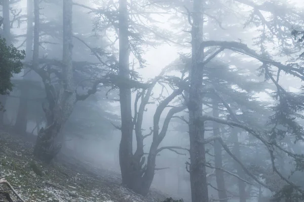 Varázslatos Ködös Erdő Gyönyörű Természeti Tájak — Stock Fotó