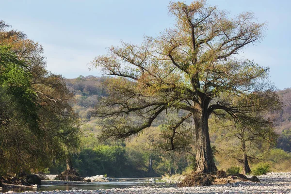 Big Trees River Mexico — Stock Photo, Image