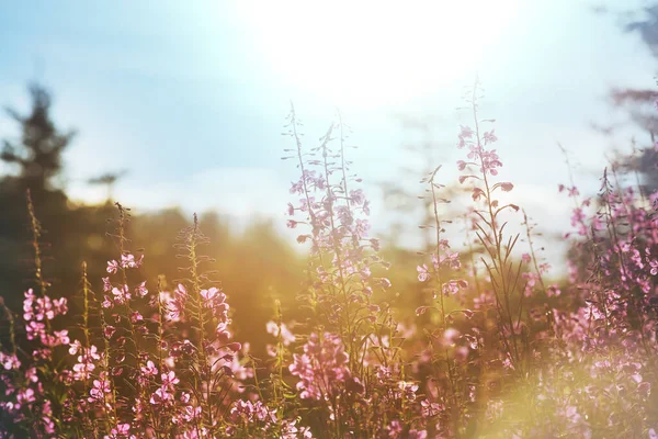 Sunny Day Flowers Meadow Beautiful Natural Background Wild Plants Nature — Stockfoto