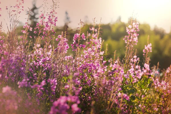 Sunny Day Flowers Meadow Beautiful Natural Background Wild Plants Nature — Zdjęcie stockowe