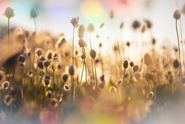 Sunny Day Flowers Meadow Beautiful Natural Background Wild Plants Nature — Zdjęcie stockowe